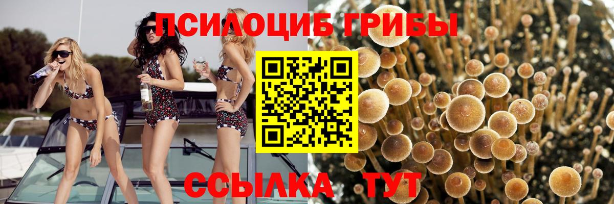 Псилоцибиновые грибы Psilocybine cubensis Энгельс